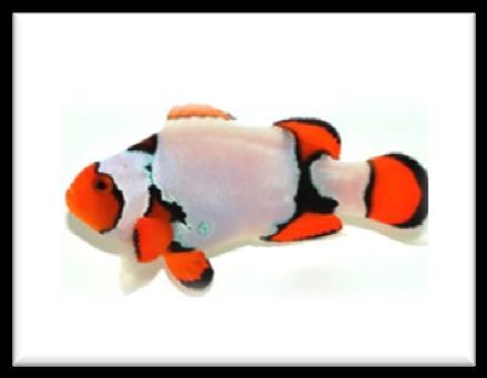 Percula Onyx A. true percula szelektív tenyésztésének eredménye. A testének az egész része fekete, az úszói és a feje narancssárga. Látványos szép hal.