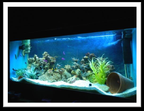 Az akvárium méret iránt sincs elvárása, mivel a vadonban is az életét 1-2 négyzet dm 2 területen éli le.