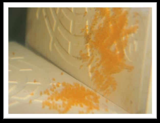 150-360 db 1.0-1.5 mm hosszúságú narancssárga ikrákat raktak, tömött sorokban. Azonnal elkezdték az ikrák tisztogatását. Fiatal, első ikrázó halak sokszor megették az első egy-két ikrázást.