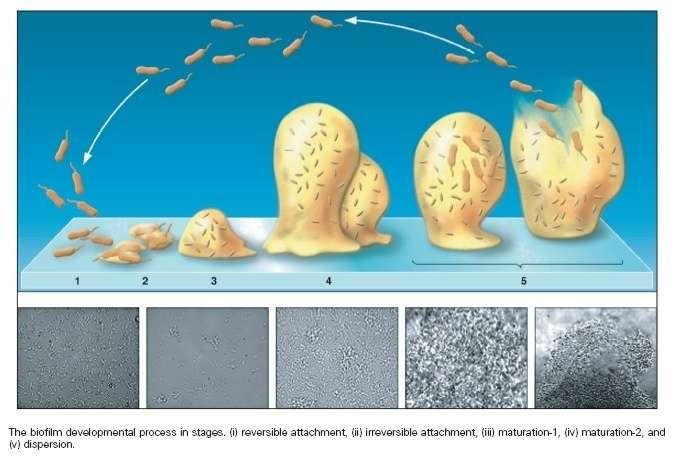 Mikrobiális biofilmek