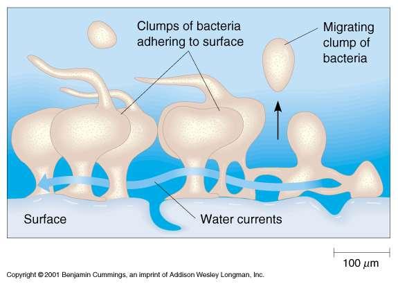 Érett mikrobiális biofilmek - sejtek erősen hidratált (97%), nagy sűrűségű (~10 10 sejt/ml) aggregátumokban - extracelluláris polimer vegyületek szintézise sejtek közti