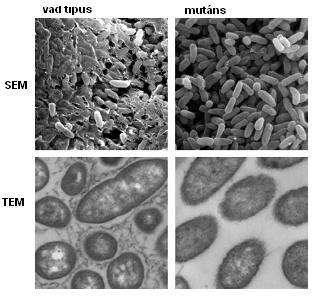 Mikrobiális biofilmek nagy felbontású mikroszkópos vizsgálata Pseudomonas aeruginosa