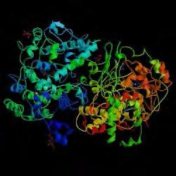 COX ENZIM IZOFORMOK COX-1 (PGH 2 synthase-1) COX-2 (PGH 2 synthase-2) COX-2 szelektív szer Nincs oldalsó zseb,