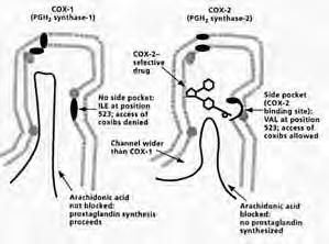 helyen VAL Arachidonsav blokkolt, nincs PG szintézis Coxibok Kódoló gének, mrns, mrns-t kódoló gének