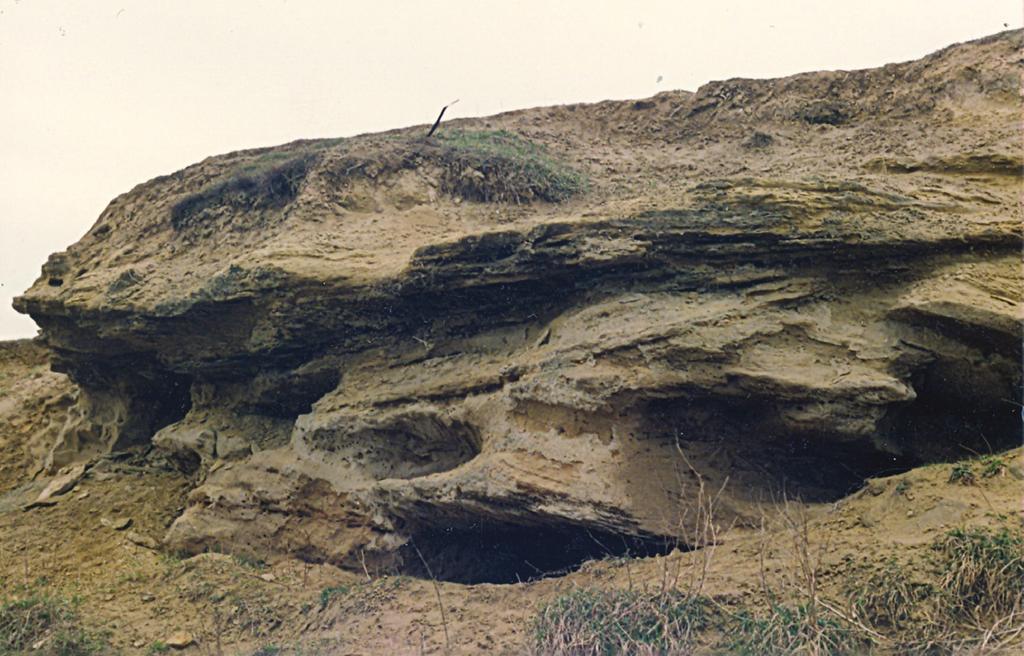 1. kép. Eredeti felszíneket jelölő meszes kérgekkel lefedett, ún. pudingos, keresztrétegzett homokköves homok (fosszilis dűnemaradványok a Gödöllői-dombságon) (Fotó: Schweitzer F.) 5. ábra.