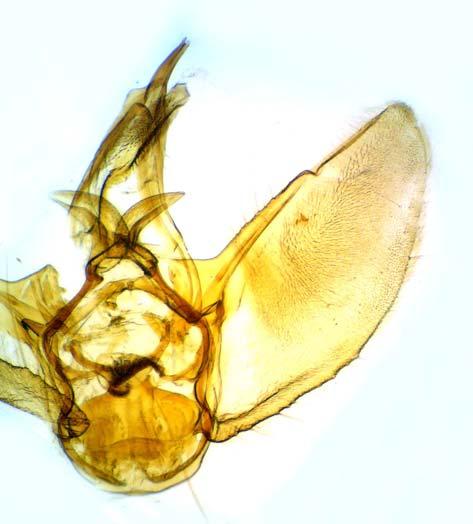 4. Eupithecia expallidata: 4a), H Komló, 4b) genitalia, H Parád, 4c)