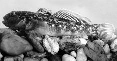 A Magyar Haltani Társaság hírei FEKETESZÁJÚ GÉB (NEOGOBIUS MELANOSTOMUS) A RÁBÁBAN Terjed a feketeszájú géb (Sallai Zoltán felvétele) Amagyar halfaunából 2001 óta ismert feketeszájú géb a