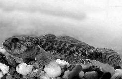 Torkolati szakaszán már 1995-ben jelen volt a tüskés pikó (Gasterosteus aculeatus) és a tarka géb (Proterorhinus marmoratus).