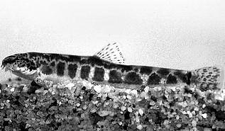 HALÁSZAT Vol. 100. (2007) pp. 191 196. A törpecsík Sabanejewia aurata (Filippi, 1865) növekedése a Tisza tiszafüredi szakaszán Harka Ákos 5350 Tiszafüred, Táncsics u. 1. Az 1920-as években Európa vizeibôl három új Cobitisfajt írtak le.