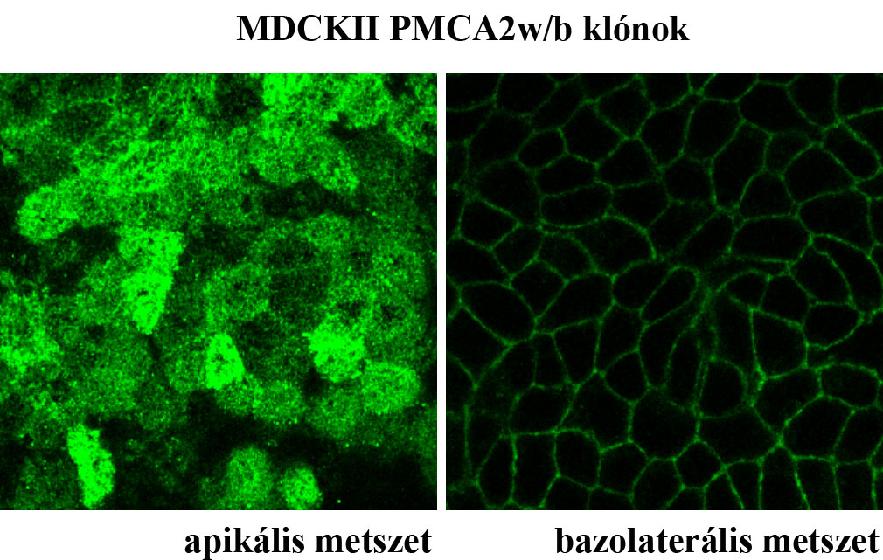 9. ábra. PMCA2w/b és PMCA2z/b apikális/bazolaterális plazmamembrán lokalizációs arányának meghatározása a sejtfelszíni membránfehérjék biotinilációjával.