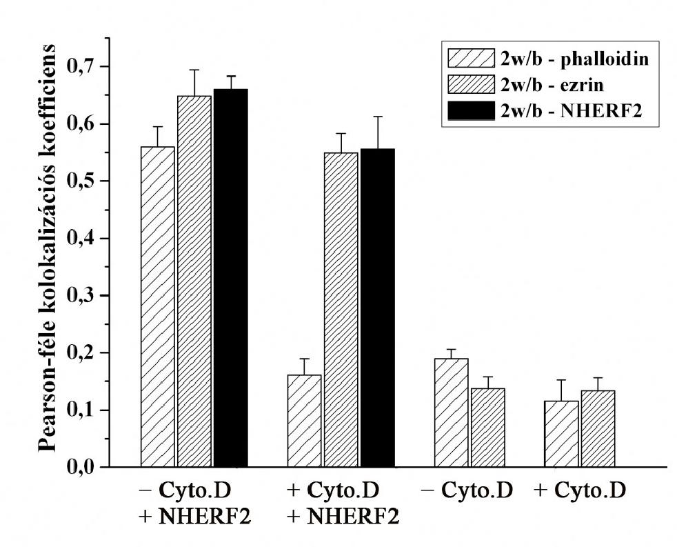 15. ábra. A PMCA2w/b és az ezrin fehérje kolokalizációs koefficiensénének alakulása a NHERF2 fehérje jelenlétének függvényében.
