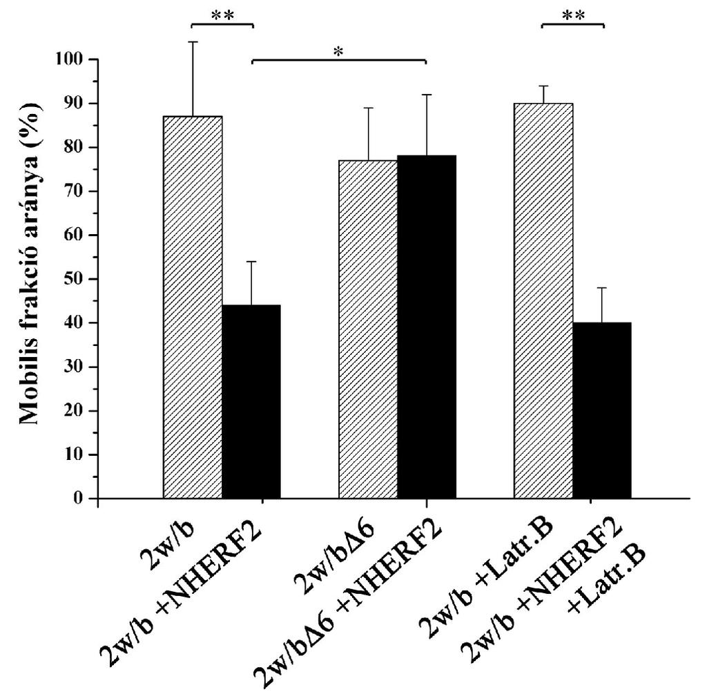 17. ábra. A NHERF2 fehérje csökkenti a PMCA2w/b laterális mobilitását. A 16.