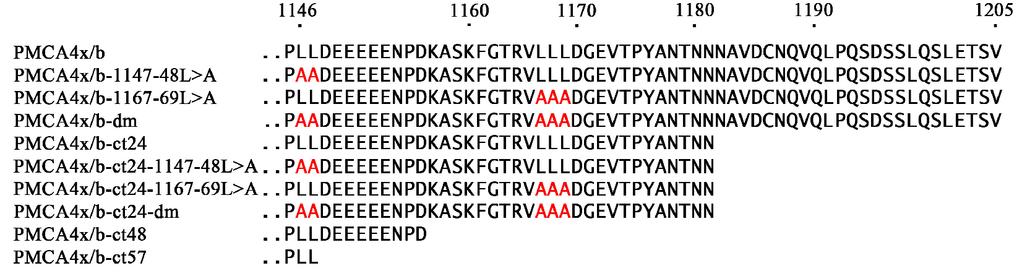 pozícióban található dileucin motívumok mutációja erősíti a PMCA plazmamembrán lokalizációját Következő lépésben megvizsgáltuk a PMCA4x/b fehérje C-terminális régiójának szekvenciáját, és azt