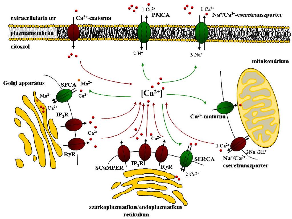 eszköztárának négy funkcionális egysége: a folyamatot indító Ca 2+ mobilizáló szignálok; az intracelluláris Ca 2+ koncentráció emelkedését kiváltó folyamatok (ON mechanisms); a Ca 2+ koncentráció