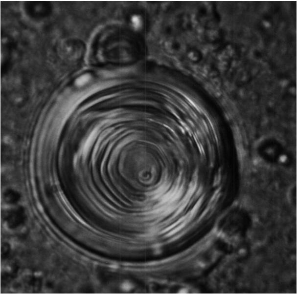 microscopical