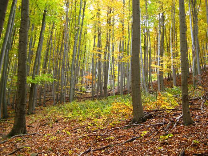 összetételi, szerkezeti sajátságait, valamint a termőhely tulajdonságait értékelik Az egész országra kiterjedő erdőtermészetesség vizsgálatot egy erdészekből és ökológusokból álló kutatócsoport