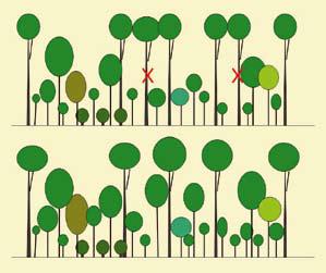 10. 5.2 Az erdők természetessége erdészeti tájanként (Bartha&Gálhidy 2007) 13 17 12 16 15 11 19 14 31 18 34 33 46 28 27 5.