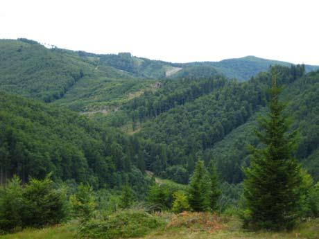1 Erdők Európában mészeteserdők(azangolnyelvűszakirodalomban frontier forests határvidékerdők )néhánykivételtől eltekintve csak Skandinávia északi részén találhatók(bryantet al.
