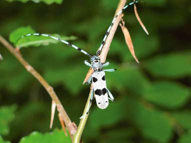 Gyapjaslepke (Lymantria dispar) által károsított erdők Fotó: Csépányi Péter tes hatása áll, az erdőgazdálkodás szerepe a fafaj- összetétel és a faállomány szerkezetének alakításán keresztül jelentős