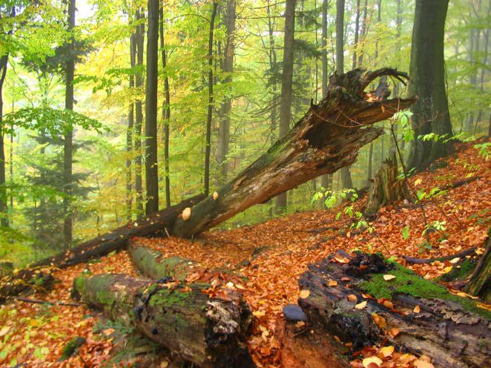 Feltételezhető, hogy a legkíméletesebb erdőgazdálkodási módszerek is megváltoztatják az erdő működésének néhány jellemzőjét, amelynek következtében a legérzékenyebb fajok élettere beszűkül Ilyenek
