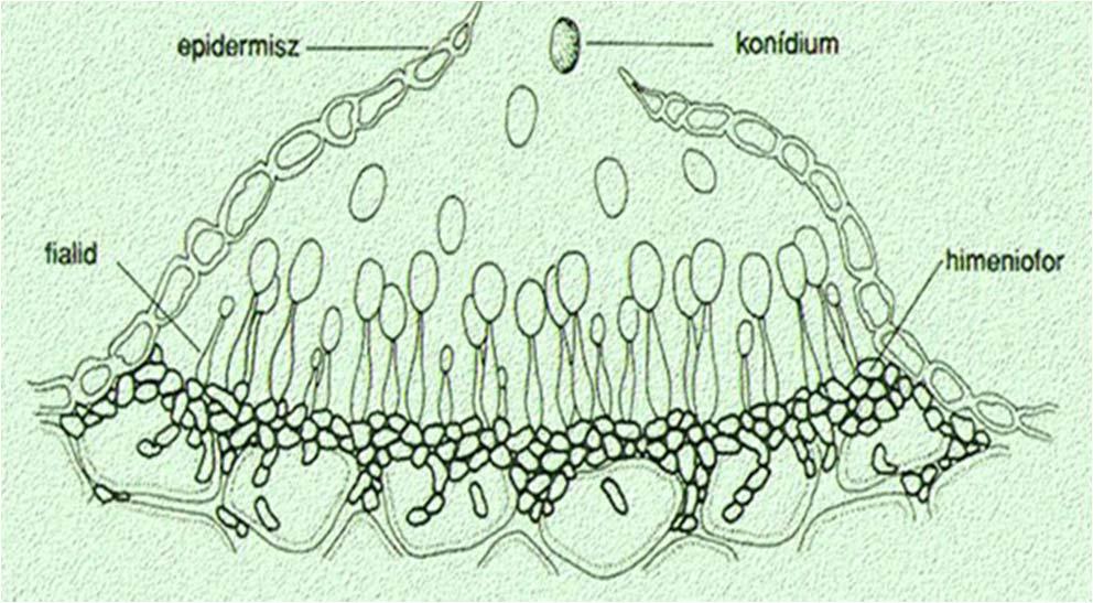 2. rend: Melanconiales - Acervuluszos gombák acervulusz: tál alakú termőtest, fedett konídium telep Pl.