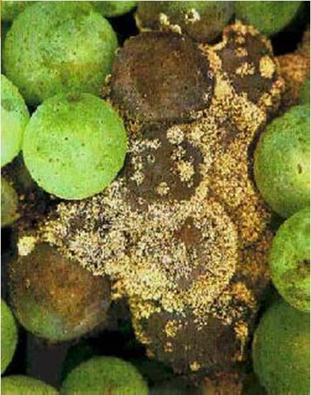 3. rend: Moniliales - Konídiumtartós konídiumos gombák konídiumot képző képletük a konídiumtartó (nincs külön termőtest) Pl.