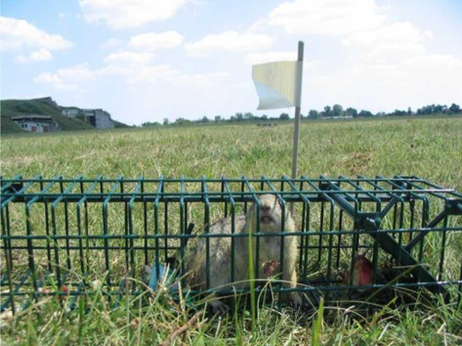 BEFOGÁS Az áttelepítésnél meg kell határozni az egy területre kiengedendő állatok minimális számát, ami egy önfenntartó, genetikailag heterogén állomány tartós megtelepedéséhez szükséges.