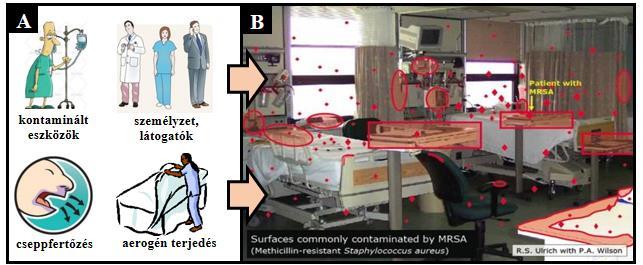 1. ábra: A: Nozokomiális fertőzéseket okozó kórokozók terjedésének gyakori mechanizmusai. B: Ulrich és mtsai.