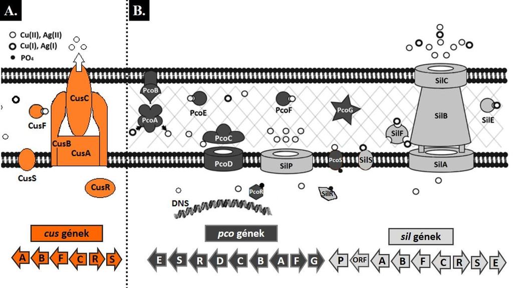 A K. pneumoniae és A. baumannii baktériumokban leírt fő réz-homeosztázis mechanizmusok a kromoszómális Cue- és Cus-, illetve az először plazmidon leírt Pcorendszer.