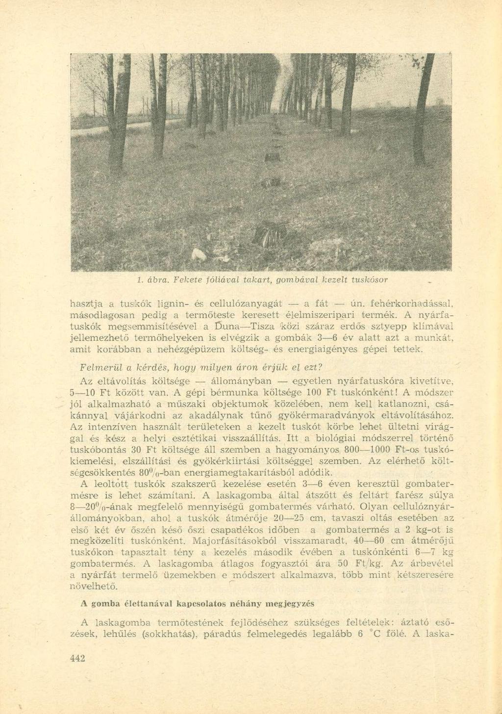 1. ábra. Fekete fóliával takart, gombával kezelt tuskósor hasztja a tuskók lignin- és cellulózanyagát a fát ún. fehérkorhad ássál, másodlagosan pedig a termőteste keresett élelmiszeripari termék.