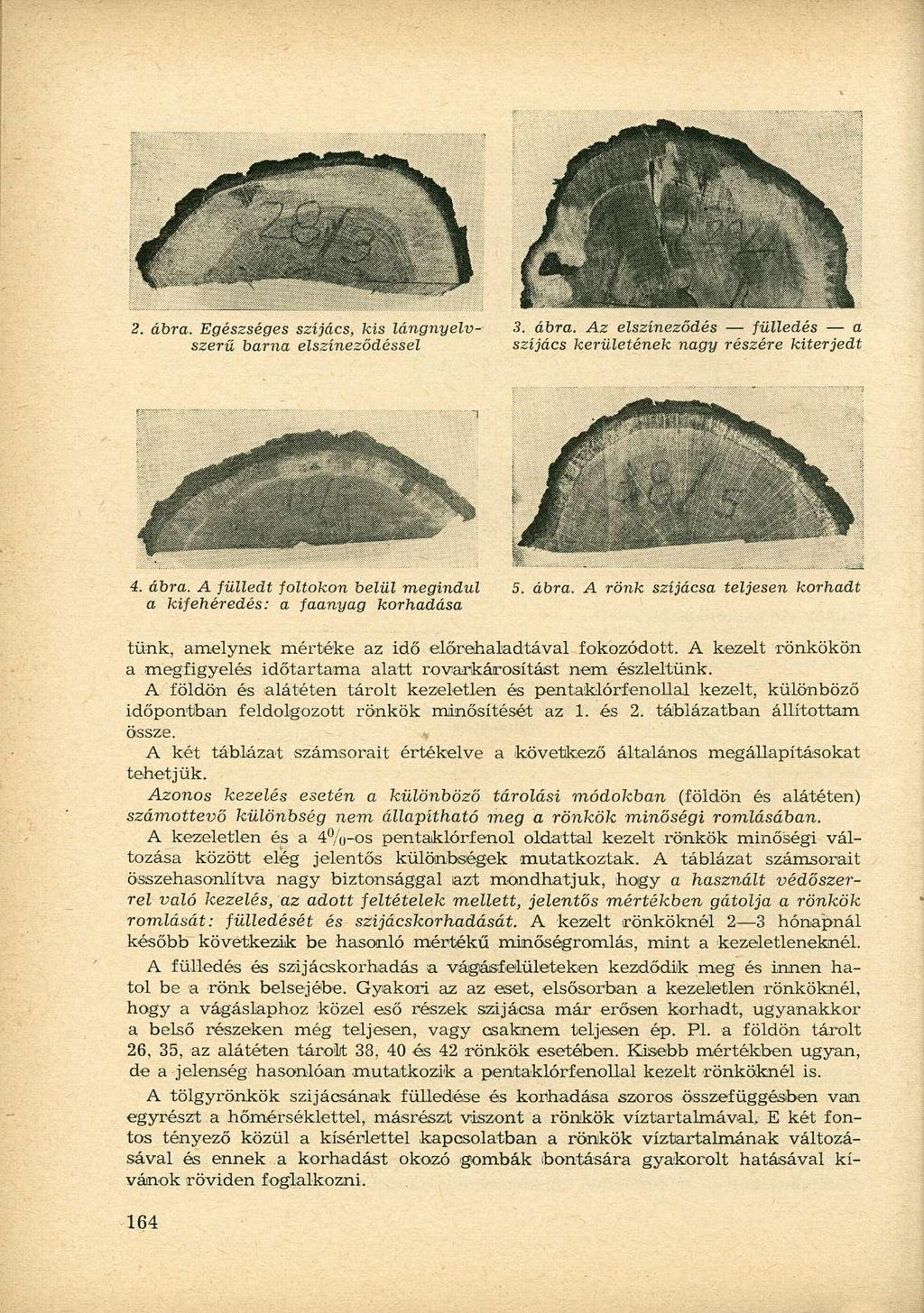 2. ábra. Egészséges szíjács, kis lángnyelv- 3. ábra. Az elszíneződés fülledés a szerű barna elszíneződéssel szíjács kerületének nagy részére kiterjedt 4. ábra. A fülledt foltokon belül megindul 5.