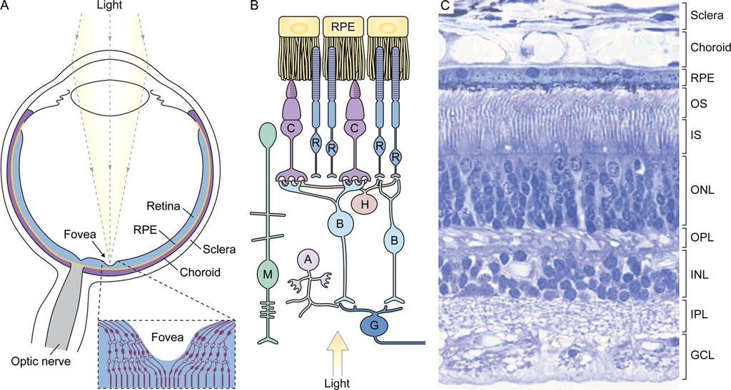 Szem, receptorok, rétegek Sung C,