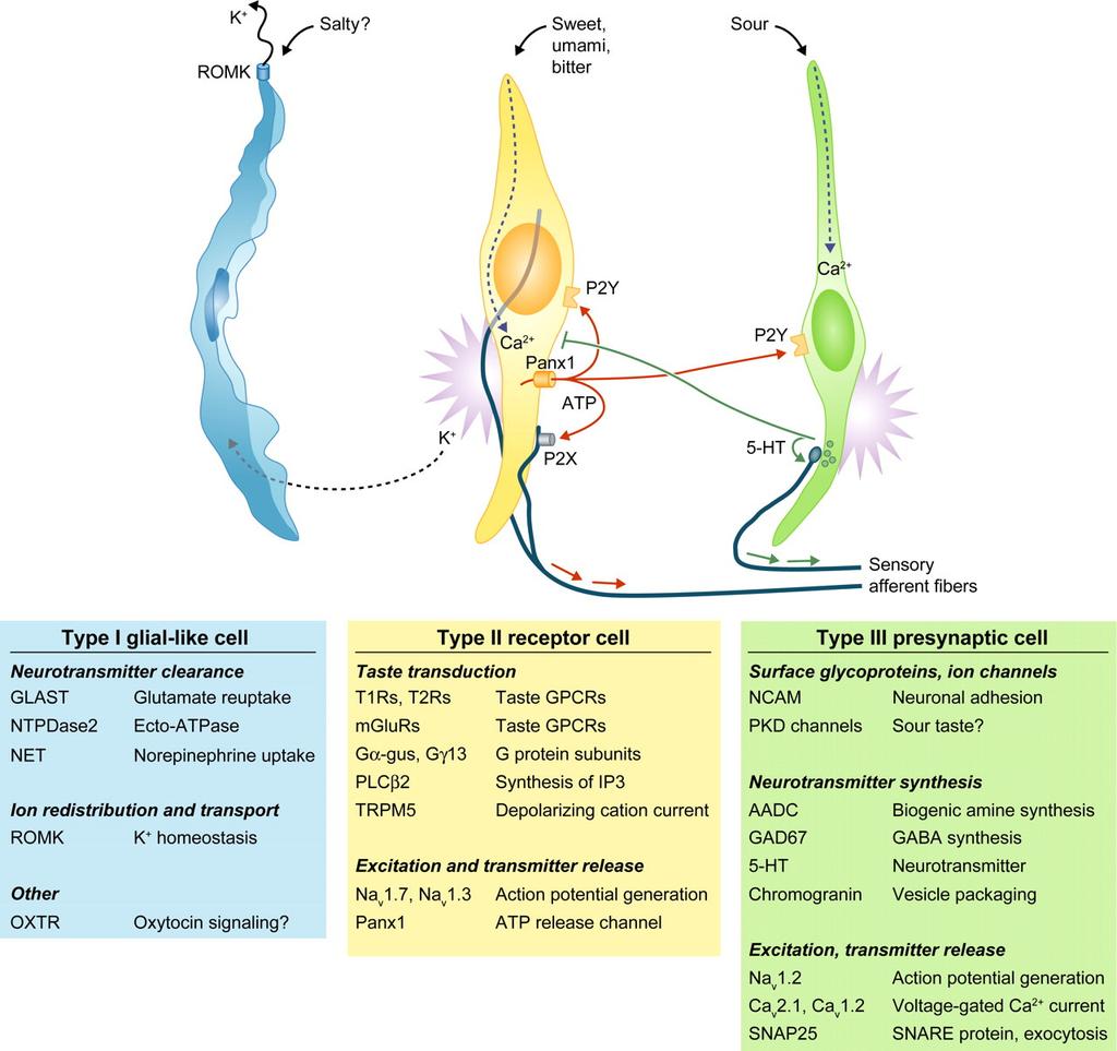 Az ízlelésben szerepet játszó sejttípusok glutamát felvétel ATP bontás K + felvétel ízérzés