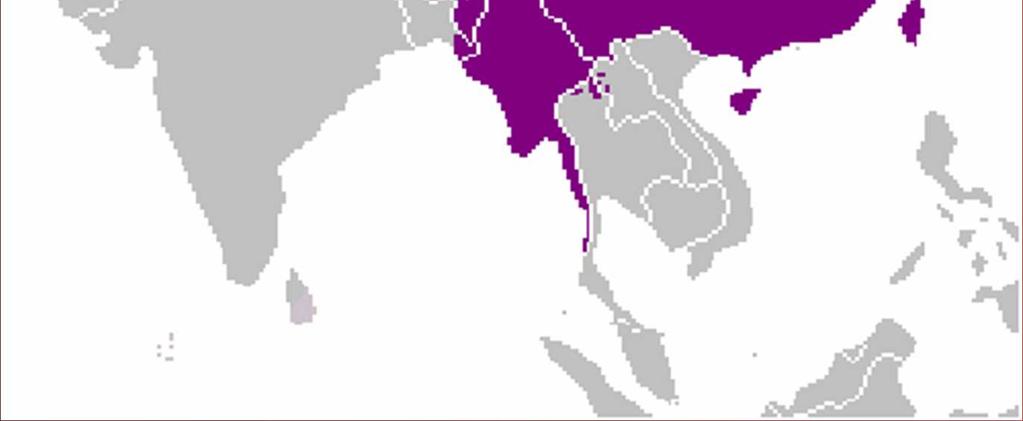nyelvek