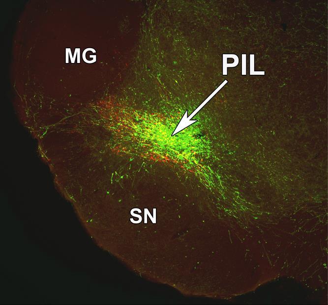 PIL-ből érkező rostok és aktivált neuronok