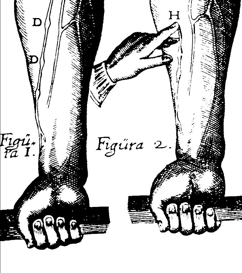 William Harvey (1578-1657) 1657) a vérkeringés