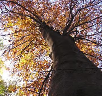 14 Az erdő életközössége A tölgy és a bükk levelei ősszel elszíneződnek, télen még a fákon maradnak, de tavaszra, rügyfakadásra lehullnak. Az ilyen fából álló erdőket lombhullató erdőnek nevezzük.