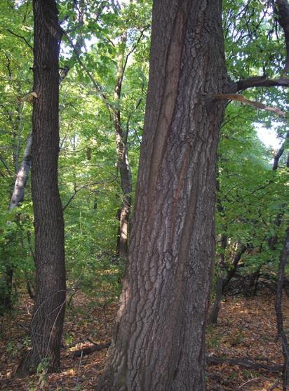 Csertölgy (Quercus cerris) A csertölgy törzse gyakran fagyléces A cser kupacsa egyedülálló módon bozontos A leggyakoribb őshonos erdei fa Magyarországon, az erdők 11%-a cseres.
