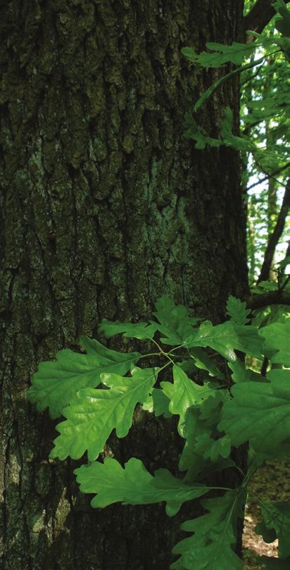 Kocsánytalan tölgy (Quercus petraea) Hegyvidékeink jellegzetes tölgyfaja, gyakran a csertölggyel együtt fordul elő a nem túl száraz, de nem is túl párás lejtőkön.