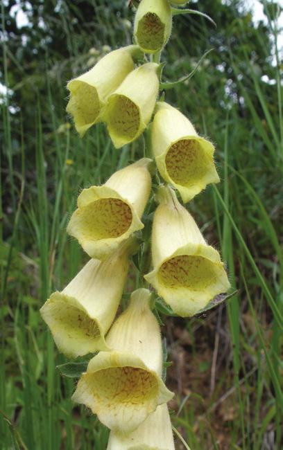 Növényvilág Sárga gyűszűvirág (Digitalis grandiflora) a nyár eleji erdők dísze Természetes körülmények között a két fő fafaj mellett megtalálható a korai és a mezei juhar (Acer platanoides, A.