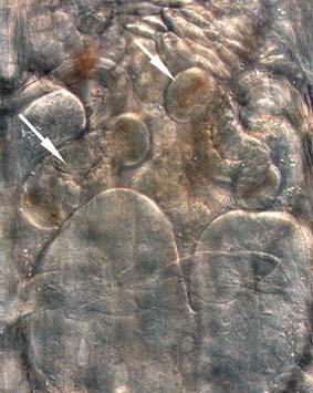 81 168 E. christenseni Gerecse 94 169 E. christenseni Gerecse 164 E. sp. n. Vertes 172 E. parva Vertes F. benti Olaszo 139 M. pellicensis Mecsek E. fetida L. variegatus 0.2 2. ábra.