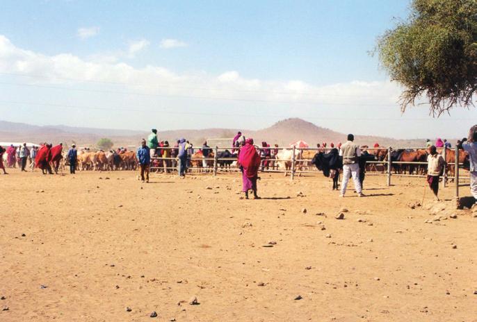 Tanzánia, maasai marhapiac a