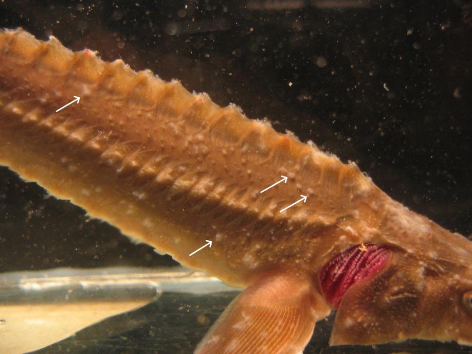 sturgeon experimentally infected