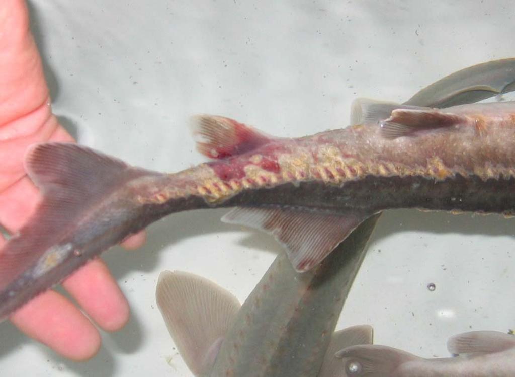 Clinical and pathologo-anatomical picture of 2-yr-old Siberian sturgeon