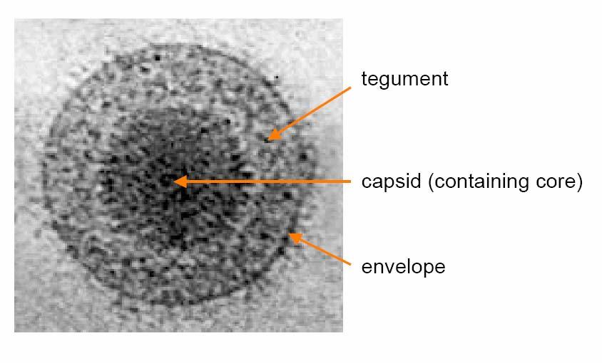 Herpeszvírusok rusok nagyméret retű,, burkos vírusok d: 150-250 nm tegument a kapszid és a burok között k