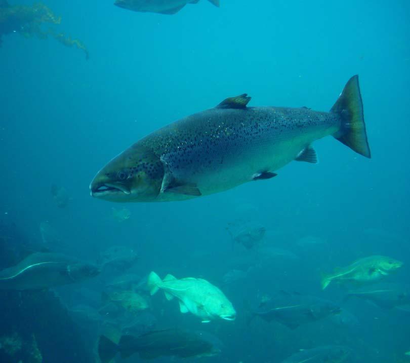 Lazac (Salmo salar) Atlantic salmon
