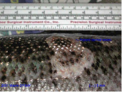 Atlantic salmon papillomatosis Skandinávia és Oroszország észak- nyugati részer július-október ritkán