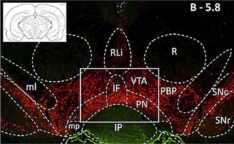 DOPAMIN NEURONOK A KÖZÉPAGYBAN VTA: ventral tegmental area; SN: substantia nigra; IP: interpeduncular nucleus; R: red