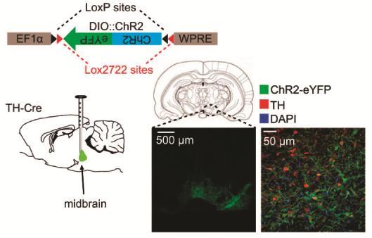 ChR2 BEJUTTATÁSA KÖZÉPAGY DOPAMINERG SEJTJEIBE TH-Cre: tirozinhidroxiláz tartalmú (dopaminerg) sejtekben Cre rekombinázt kifejező egértörzs