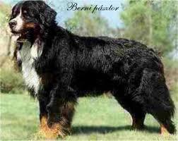 Neslanovic Zsuzsanna 0630/2236466 Mosolits Csaba 0630/4115572 Bedőcs Péter 0630/9049746 Ti nem akartok semmi rosszat, Isten a tanútok reá. De nincsen, aki köztetek, E szent harcot ne állaná.